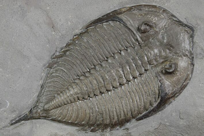 Dalmanites Trilobite Fossil - New York #357138
